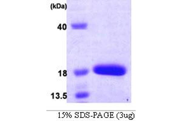 C19orf10 Protein (AA 33-173) (His tag)