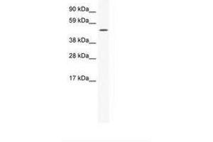 Image no. 1 for anti-Sp1 Transcription Factor (SP1) (AA 347-396) antibody (ABIN202597) (SP1 Antikörper  (AA 347-396))