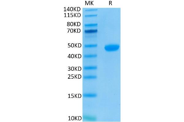 PVRL4 Protein (AA 32-351) (His-Avi Tag,Biotin)