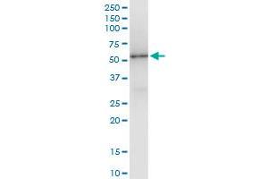 Immunoprecipitation of TP53 transfected lysate using anti-TP53 MaxPab rabbit polyclonal antibody and Protein A Magnetic Bead , and immunoblotted with TP53 purified MaxPab mouse polyclonal antibody (B02P) . (p53 Antikörper  (AA 1-393))