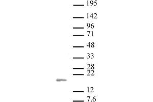 Western Blotting (WB) image for anti-Histone 3 (H3) (H3K36me3) antibody (ABIN2668403)