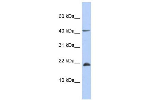 SFRS12IP1 Antikörper  (Middle Region)