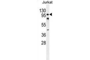 Western Blotting (WB) image for anti-CWC22 Spliceosome-Associated Protein Homolog (CWC22) antibody (ABIN2995841) (CWC22 Antikörper)