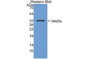 Western Blotting (WB) image for anti-Tumor Protein P53 (TP53) (AA 108-370) antibody (ABIN1078633) (p53 Antikörper  (AA 108-370))