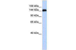 Western Blotting (WB) image for anti-Gse1 coiled-coil protein (GSE1) antibody (ABIN2459851) (GSE1/KIAA0182 Antikörper)