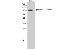 Western Blotting (WB) image for anti-Forkhead Box O3 (FOXO3) (pSer253) antibody (ABIN5958400) (FOXO3 Antikörper  (pSer253))