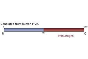 Image no. 3 for anti-PP2A Catalytic alpha (AA 153-309) antibody (ABIN968035) (PP2A Catalytic alpha (AA 153-309) Antikörper)