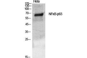 Western Blot (WB) analysis of specific cells using NFkappaB-p65 Polyclonal Antibody. (NF-kB p65 Antikörper  (Thr735))