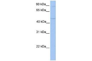 TMTC2 antibody used at 1 ug/ml to detect target protein. (TMTC2 Antikörper  (N-Term))