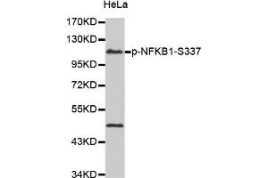 Western Blotting (WB) image for anti-Nuclear Factor of kappa Light Polypeptide Gene Enhancer in B-Cells 1 (NFKB1) (pSer337) antibody (ABIN1870464) (NFKB1 Antikörper  (pSer337))