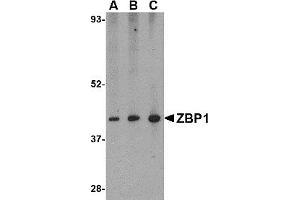 Western Blotting (WB) image for anti-Z-DNA Binding Protein 1 (ZBP1) (C-Term) antibody (ABIN1030809) (ZBP1 Antikörper  (C-Term))