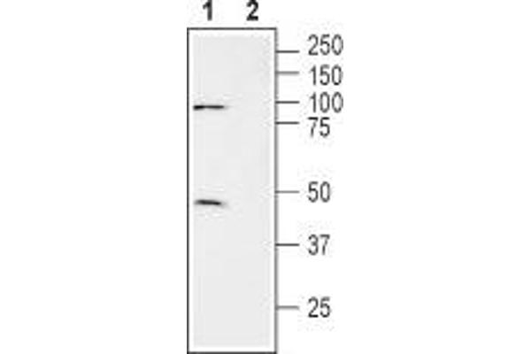 SLC7A11 Antikörper  (3rd Extracellular Loop)