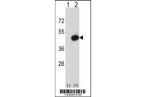 Western blot analysis of Pdk2 using rabbit polyclonal Mouse Pdk2 Antibody using 293 cell lysates (2 ug/lane) either nontransfected (Lane 1) or transiently transfected (Lane 2) with the Pdk2 gene. (PDK2 Antikörper  (N-Term))