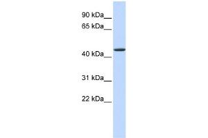 WB Suggested Anti-JMJD4 Antibody Titration:  0. (JMJD4 Antikörper  (N-Term))