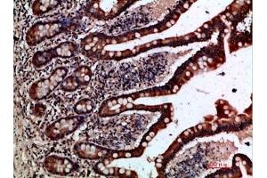 Immunohistochemical analysis of paraffin-embedded human-small-intestine, antibody was diluted at 1:200. (GREM2 Antikörper  (AA 71-120))