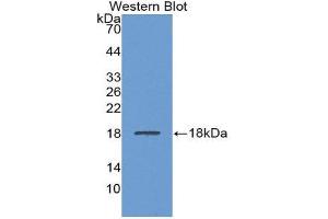 Western Blotting (WB) image for anti-Lecithin-Cholesterol Acyltransferase (LCAT) (AA 290-433) antibody (ABIN1859625) (LCAT Antikörper  (AA 290-433))