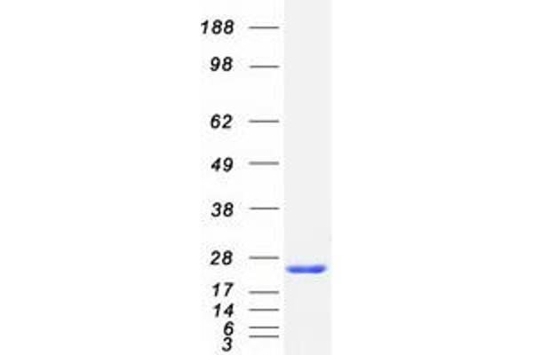 NCS1 Protein (Transcript Variant 1) (Myc-DYKDDDDK Tag)