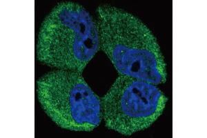 Immunofluorescence (IF) image for anti-ATPase, Na+/K+ Transporting, alpha 2 Polypeptide (ATP1A2) (AA 451-479) antibody (ABIN652011)