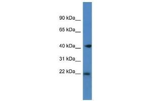 Western Blot showing Pa2g4 antibody used at a concentration of 1. (PA2G4 Antikörper  (C-Term))