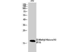 Western Blotting (WB) image for anti-Histone 3 (H3) (2meLys10) antibody (ABIN3188004) (Histone 3 Antikörper  (2meLys10))