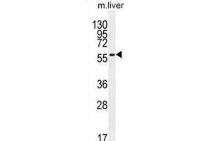 Western Blotting (WB) image for anti-7-Dehydrocholesterol Reductase (DHCR7) antibody (ABIN2996203) (DHCR7 Antikörper)