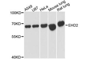 Western blot analysis of extracts of various cell lines, using EHD2 antibody. (EHD2 Antikörper  (AA 244-543))