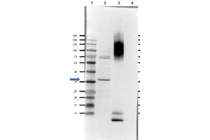 Western Blot of Rabbit Anti-Glucagon Antibody. (Glucagon Antikörper)