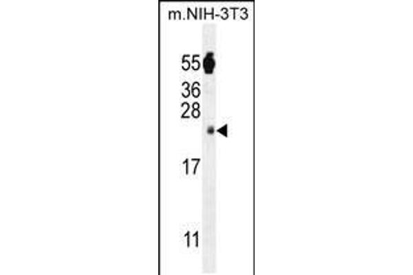 FAM96A Antikörper  (C-Term)
