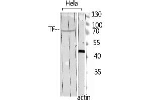 Western Blot analysis of hela using TF Polyclonal Antibody. (Transferrin Antikörper  (C-Term))