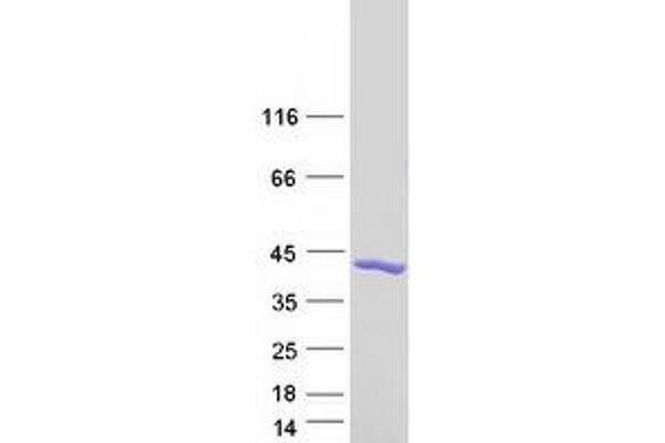 EFHD2 Protein (Myc-DYKDDDDK Tag)