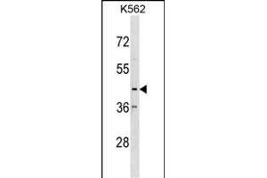 CX3CR1 Antibody (N-term) (ABIN1539348 and ABIN2848664) western blot analysis in K562 cell line lysates (35 μg/lane). (CX3CR1 Antikörper  (N-Term))