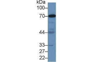 Western Blotting (WB) image for Kininogen 1 (KNG1) ELISA Kit (ABIN6730868)