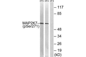 Western Blotting (WB) image for anti-Mitogen-Activated Protein Kinase Kinase 7 (MAP2K7) (pSer271) antibody (ABIN1847619) (MAP2K7 Antikörper  (pSer271))