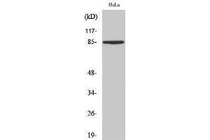 Western Blotting (WB) image for anti-Syndecan 1 (SDC1) (Internal Region) antibody (ABIN3183735) (Syndecan 1 Antikörper  (Internal Region))