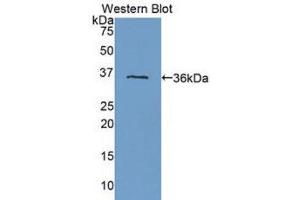 Western Blotting (WB) image for anti-Fms-Related tyrosine Kinase 1 (VEGFR1) (FLT1) (AA 27-328) antibody (ABIN1718304) (FLT1 Antikörper  (AA 27-328))