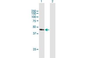 Western Blot analysis of CD34 expression in transfected 293T cell line by CD34 MaxPab polyclonal antibody. (CD34 Antikörper  (AA 1-373))