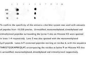 Western Blotting (WB) image for anti-Histone 3 (H3) (H3K4me) antibody (ABIN577701) (Histone 3 Antikörper  (H3K4me))