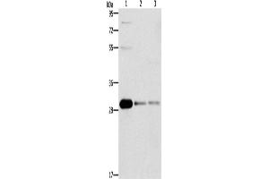 Western Blotting (WB) image for anti-B-Cell CLL/lymphoma 10 (BCL10) antibody (ABIN2429610) (BCL10 Antikörper)
