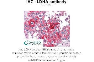 Image no. 1 for anti-Lactate Dehydrogenase A (LDHA) antibody (ABIN1724372) (Lactate Dehydrogenase A Antikörper)