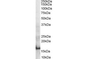 Western Blotting (WB) image for anti-SH2 Domain Containing 1A (SH2D1A) (Internal Region) antibody (ABIN2466265) (SH2D1A Antikörper  (Internal Region))