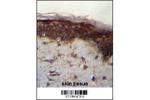 LRRC37B Antibody immunohistochemistry analysis in formalin fixed and paraffin embedded human skin tissue followed by peroxidase conjugation of the secondary antibody and DAB staining. (LRRC37B Antikörper  (C-Term))