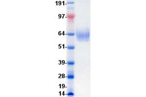 Validation with Western Blot (FGFR2 Protein (DYKDDDDK-His Tag))