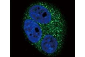 Confocal immunofluorescent analysis of CD14 antibody with A549 cells followed by Alexa Fluor 488-conjugated goat anti-rabbit lgG (green). (CD14 Antikörper  (AA 54-83))