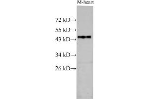Western Blot analysis of Mouse heart using BSG Polyclonal Antibody at dilution of 1:1000 (CD147 Antikörper)