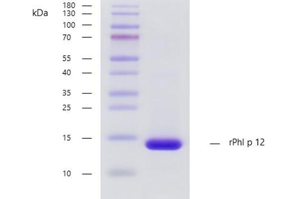 PFN1 Protein