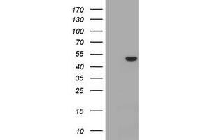 Image no. 1 for anti-CD4 (CD4) antibody (ABIN1497298) (CD4 Antikörper)