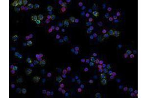 Immunofluorescence (IF) image for anti-CD19 Molecule (CD19) antibody (Alexa Fluor 488) (ABIN2657346) (CD19 Antikörper  (Alexa Fluor 488))