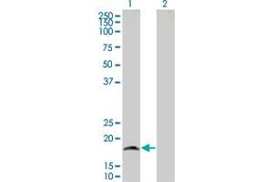 Western Blot analysis of GRIA3 expression in transfected 293T cell line by GRIA3 MaxPab polyclonal antibody. (Glutamate Receptor 3 Antikörper  (AA 1-144))