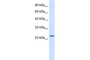 Western Blotting (WB) image for anti-Polycomb Group Ring Finger 3 (PCGF3) antibody (ABIN2460944) (PCGF3 Antikörper)