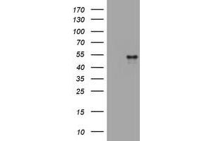 Image no. 1 for anti-CD4 (CD4) antibody (ABIN1497301) (CD4 Antikörper)